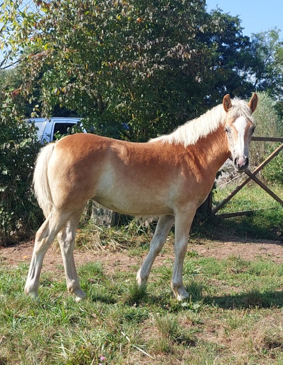 OHLIA D'AS DEL NAVAJO, HAF, FOAL.