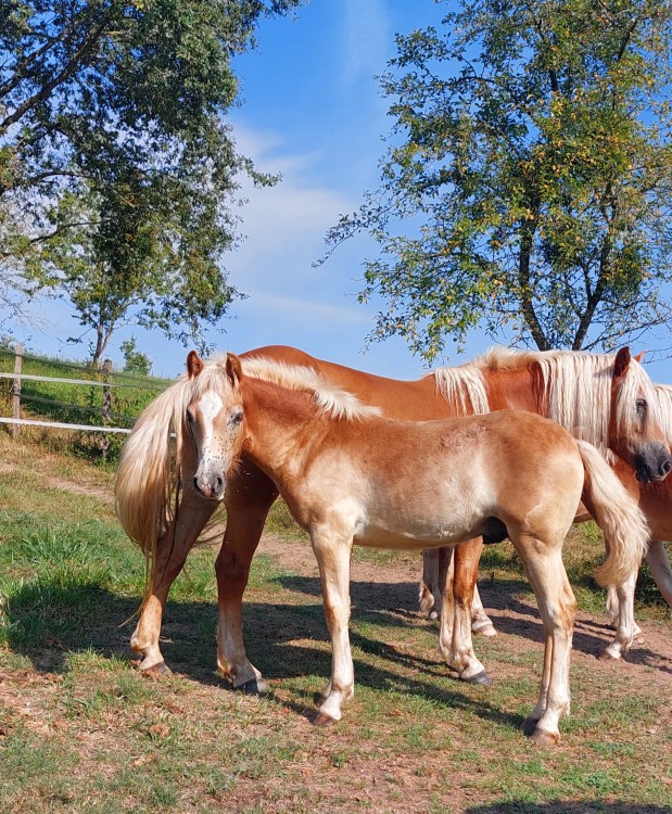 OZAIO WINZ DEL NAVAJO, HAF, FOAL.