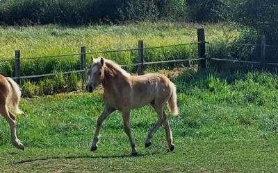 OZAIO WINZ DEL NAVAJO, HAF, FOAL.