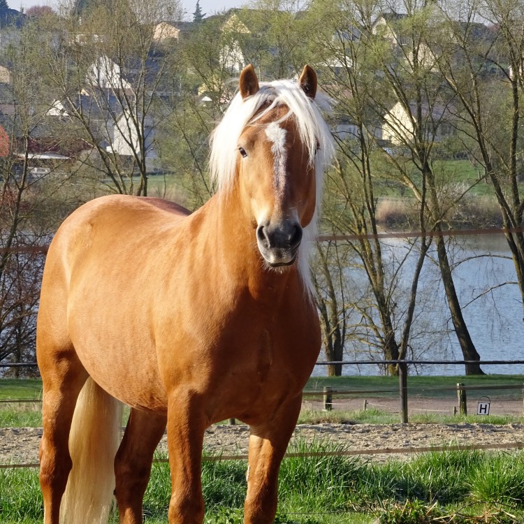 EVERY WINZ, HAFLINGER, 11 ANS.