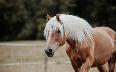 EVERY WINZ, HAFLINGER, 11 ANS.