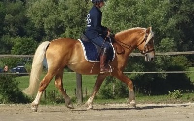 EVERY WINZ, HAFLINGER, 11 ANS.