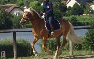 EVERY WINZ, HAFLINGER, 11 ANS.