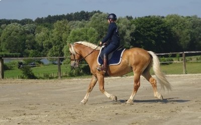 EVERY WINZ, HAFLINGER, 11 ANS.