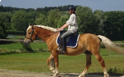 EVERY WINZ, HAFLINGER, 11 ANS.