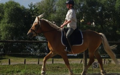 EVERY WINZ, HAFLINGER, 11 ANS.