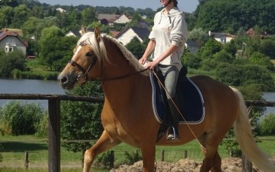 EVERY WINZ, HAFLINGER, 11 ANS.