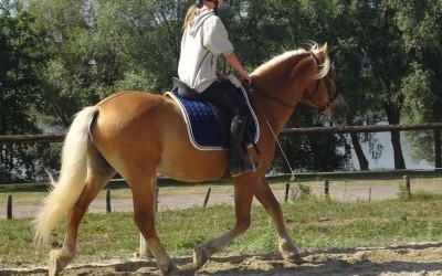 EVERY WINZ, HAFLINGER, 11 ANS.