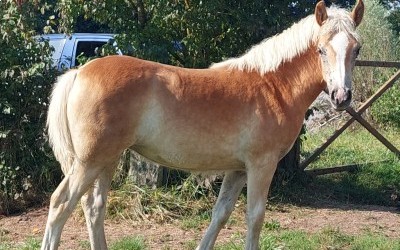 OHLIA D'AS DEL NAVAJO, HAF, FOAL.