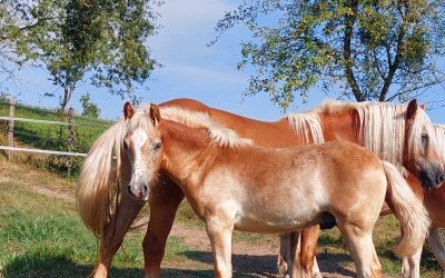 OZAIO WINZ DEL NAVAJO, HAF, FOAL.